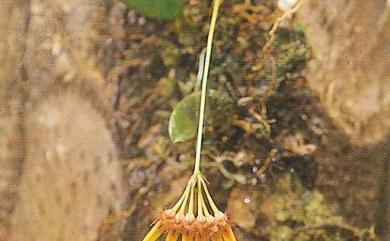 Bulbophyllum flaviflorum 黃花捲瓣蘭