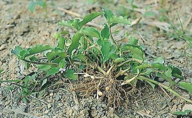 Commelina benghalensis 圓葉鴨跖草