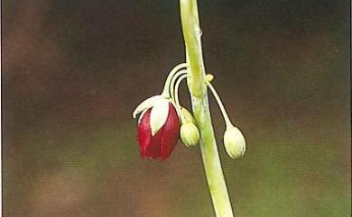 Dysosma pleiantha (Hance) Woodson 八角蓮