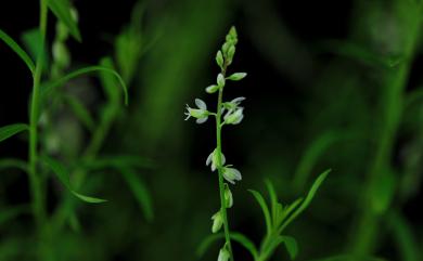 Polygala paniculata L. 圓錐花遠志