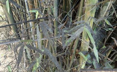 Scorias communis W. Yamam. 普通膠殼煤菌