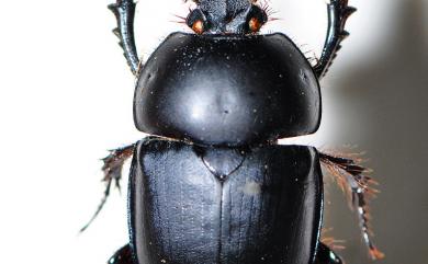 Phelotrupes