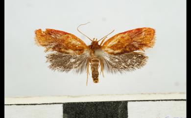 Aeolanthes erythrantis Meyrick, 1935 紅端楝蛾