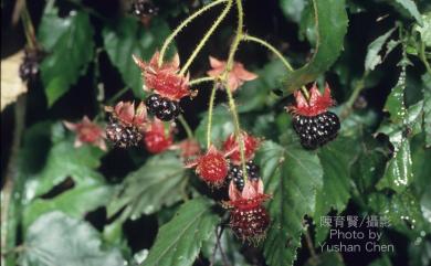 Rubus swinhoei Hance 斯氏懸鉤子
