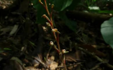 Zeuxine agyokuana 阿玉線柱蘭