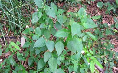 Asystasia gangetica subsp. micrantha (Nees) Ensermu 小花寬葉馬偕花