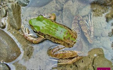 Odorrana swinhoana (Boulenger, 1903) 斯文豪氏赤蛙