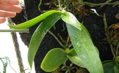 Phalaenopsis equestris (Schauer) Rchb.f. 桃紅蝴蝶蘭