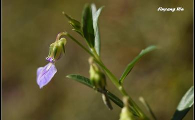 Hybanthus enneaspermus (L.) F. Muell. 鼠鞭草