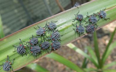 Tessaratoma papillosa (Drury, 1770) 荔枝椿象