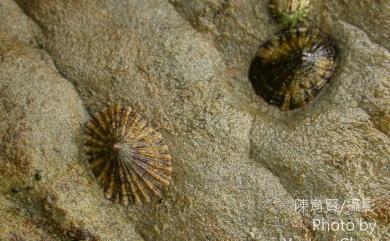 Collisella heroldi heroldi (Dunker, 1861) 花邊青螺