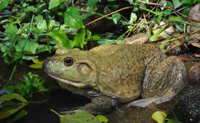 Aquarana catesbeiana (Shaw, 1802) 美洲牛蛙