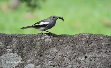 Copsychus saularis saularis (Linnaeus, 1758) 鵲鴝(大陸亞種)