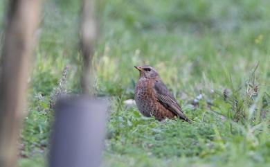 Turdus naumanni Temminck, 1820 紅尾鶇