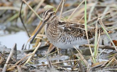 Gallinago gallinago (Linnaeus, 1758) 田鷸