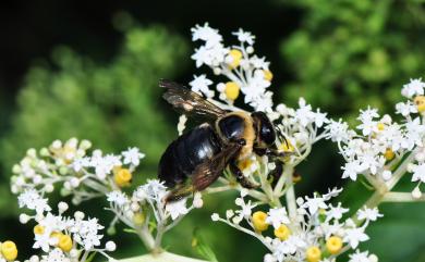 Xylocopa collaris sauteri (Friese, 1910) 白領帶木蜂紹德亞種