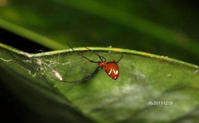 Argyrodes miniaceus Doleschall, 1857 赤腹寄居姬蛛