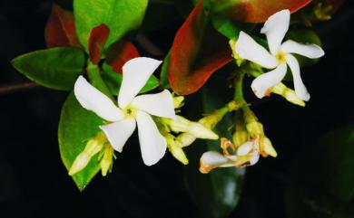 Trachelospermum jasminoides 絡石