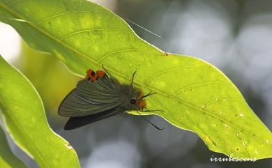 Choaspes xanthopogon chrysopterus Hsu, 1988 褐翅綠弄蝶