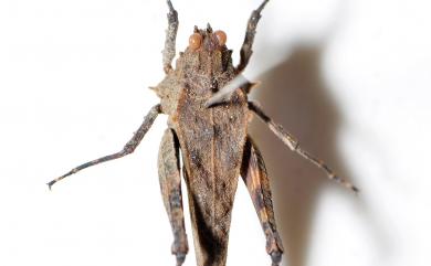 Eucriotettix oculatus oculatus (Bolívar, I., 1898) 平背棘菱蝗