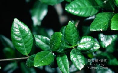 Trachelospermum asiaticum 細梗絡石