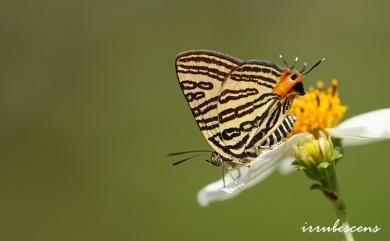 Spindasis kuyanianus (Matsumura, 1919) 蓬萊虎灰蝶