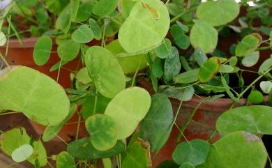 Huangtcia renifolia (L.) H.Ohashi & K.Ohashi 腎葉山螞蝗