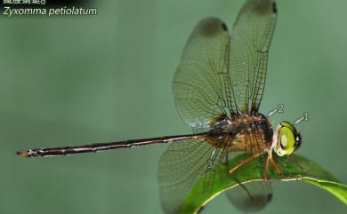 Zyxomma petiolatum Rambur, 1842 纖腰蜻蜓