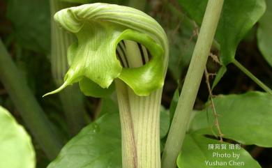 Arisaema ringens 申跋