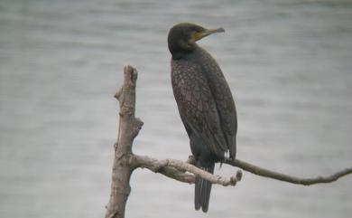 Phalacrocorax carbo sinensis 鸕鷀