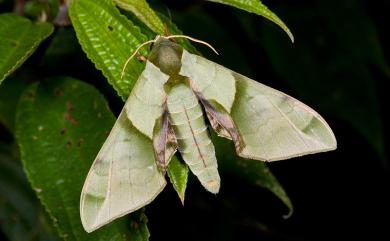 Callambulyx tatarinovii formosana Clark, 1935 榆綠天蛾