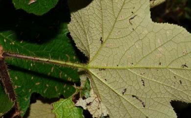 Rubus rufus Focke 棕紅懸鉤子
