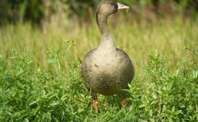 Anser albifrons frontalis (Baird , 1858) 白額雁