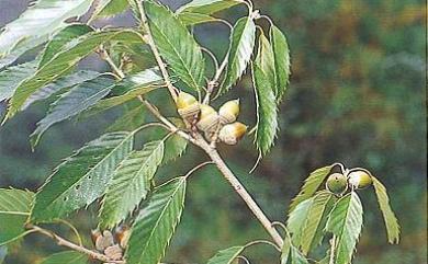Quercus salicina Blume 狹葉櫟