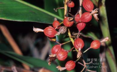 Alpinia zerumbet 月桃