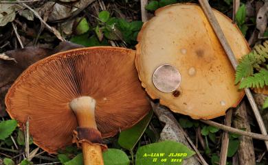 Agrocybe praecox 田頭菇