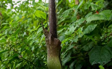 Amorphophallus hirtus 密毛魔芋