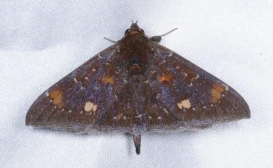 Platyja acerces (Prout, 1928) 妖裳蛾