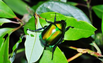 Anomala expansa expansa (Bates, 1866) 臺灣青銅金龜