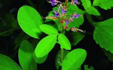 Desmodium heterophyllum 變葉山螞蝗