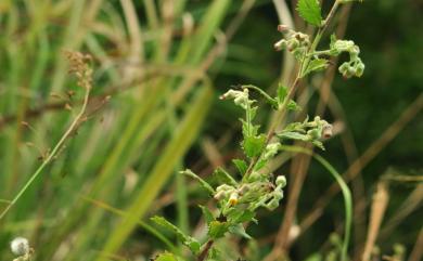 Blumea oblongifolia 臺灣艾納香