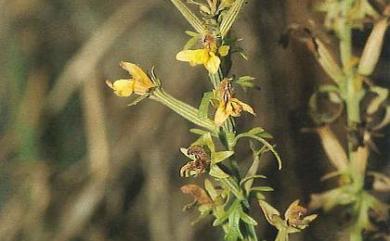 Siphonostegia chinensis Benth. 陰行草