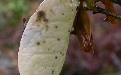 Exobasidium gracile (Shirai) Syd. & P. Syd., 1912 細麗外擔菌