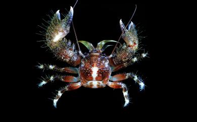 Pachycheles pisoides (Heller, 1865) 豌豆厚瓷蟹