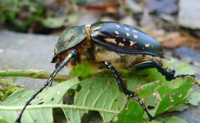 Cheirotonus formosanus Ohaus, 1913 臺灣長臂金龜