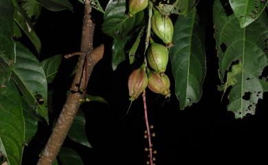 Barringtonia racemosa (L.) Spreng. 水茄冬