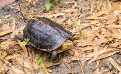 Cuora flavomarginata (Gray, 1863) 食蛇龜