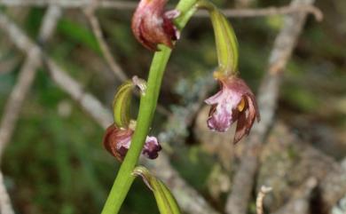 Oreorchis foliosa var. indica (Lindl.) N.Pearce & P.J.Cribb 印度山蘭