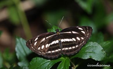 Neptis nata lutatia Fruhstorfer, 1913 細帶環蛺蝶