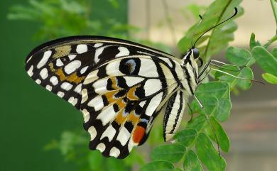 Papilio demoleus Linnaeus, 1758 花鳳蝶